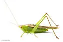 Superb Meadow Katydid - photo 3