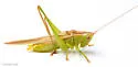 Superb Meadow Katydid - photo 4