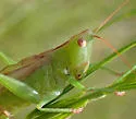 Superb Meadow Katydid - photo 5