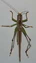 Arizona Meadow Katydid - photo 2