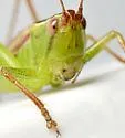 Arizona Meadow Katydid - photo 3