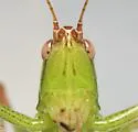 Arizona Meadow Katydid - photo 4