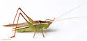 Arizona Meadow Katydid - photo 5