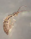 Orchesella ainsliei