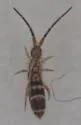 Orchesella ainsliei - photo 3