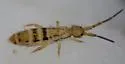 Orchesella ainsliei - photo 4
