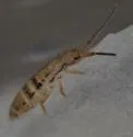 Orchesella ainsliei - photo 5