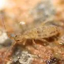 Orchesella alpa