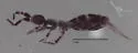 Orchesella alpa - photo 2