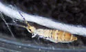 Orchesella alpa - photo 5