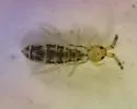 Orchesella bulba