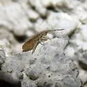 Orchesella bulba - photo 5