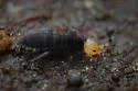 Orchesella carneiceps