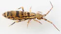 Orchesella celsa