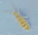 Orchesella celsa - photo 2