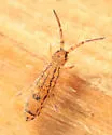 Orchesella celsa - photo 3