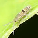 Orchesella celsa - photo 4
