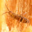 Orchesella celsa - photo 5