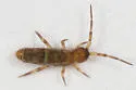 Orchesella cincta