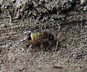 Orchesella cincta - photo 2