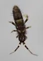 Orchesella cincta - photo 3