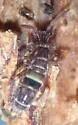 Orchesella cincta - photo 4
