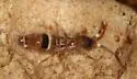 Orchesella cincta - photo 5