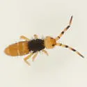 Orchesella flora - Orchesella flora