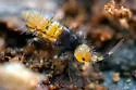 Orchesella flora - photo 2
