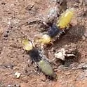 Orchesella flora - photo 3