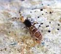 Orchesella flora - photo 4
