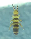 Orchesella hexfasciata
