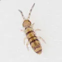 Orchesella hexfasciata - photo 2