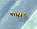 Orchesella hexfasciata - photo 3