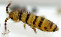 Orchesella hexfasciata - photo 4