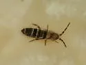 Orchesella hexfasciata - photo 5