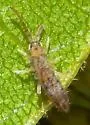 Orchesella texensis