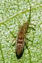 Orchesella texensis - photo 2