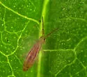 Orchesella texensis - photo 3