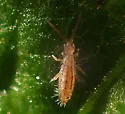 Orchesella texensis - photo 4