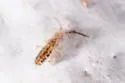 Orchesella texensis - photo 5