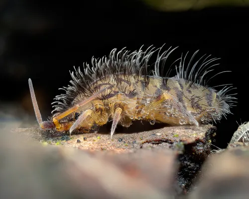 Orchesella villosa