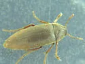 Orchesia castanea