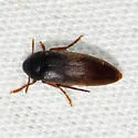 Orchesia castanea - photo 2