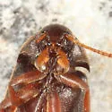 Orchesia cultriformis - photo 2