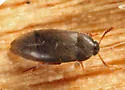Orchesia cultriformis - photo 3