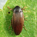 Orchesia cultriformis - photo 4