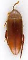 Orchesia gracilis - Orchesia gracilis