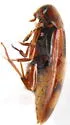 Orchesia ornata - photo 2