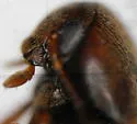 Orchesia ornata - photo 3
